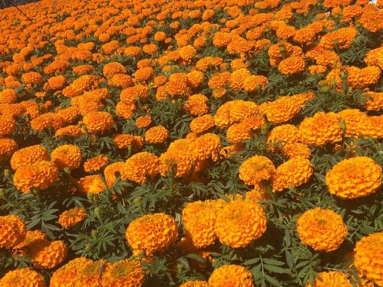 10 consejos para cuidar la flor de cempasúchil en maceta: todo lo que necesitas saber 10 consejos para cuidar la flor de cempasúchil en maceta: todo lo que necesitas saber