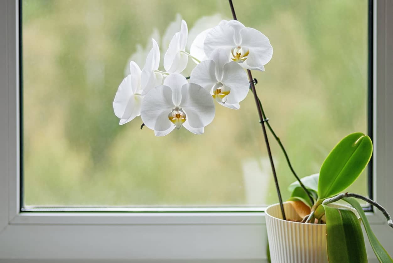 5 consejos expertos para el cuidado de orquídeas en casa