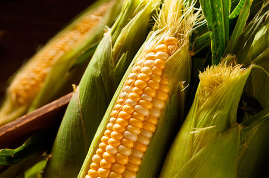 5 increíbles beneficios del té de pelos de elote que debes conocer