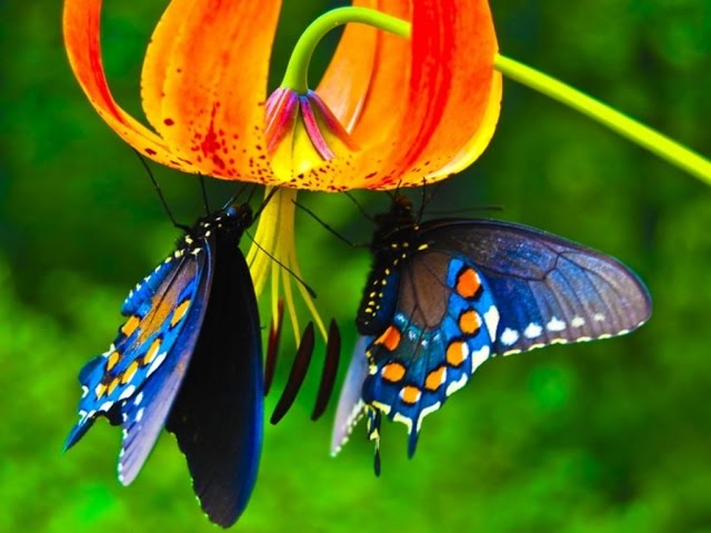 5 maravillosas mariposas pequeñas que puedes tener en casa