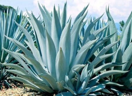 - Todo lo que debes saber sobre el Agave tequilana Weber Variedad Azul- Guía completa sobre el Agave tequilana Weber Variedad Azul- Consejos para el cultivo exitoso del Agave tequilana Weber Variedad Azul - Todo lo que debes saber sobre el Agave tequilana Weber Variedad Azul- Guía completa sobre el Agave tequilana Weber Variedad Azul- Consejos para el cultivo exitoso del Agave tequilana Weber Variedad Azul