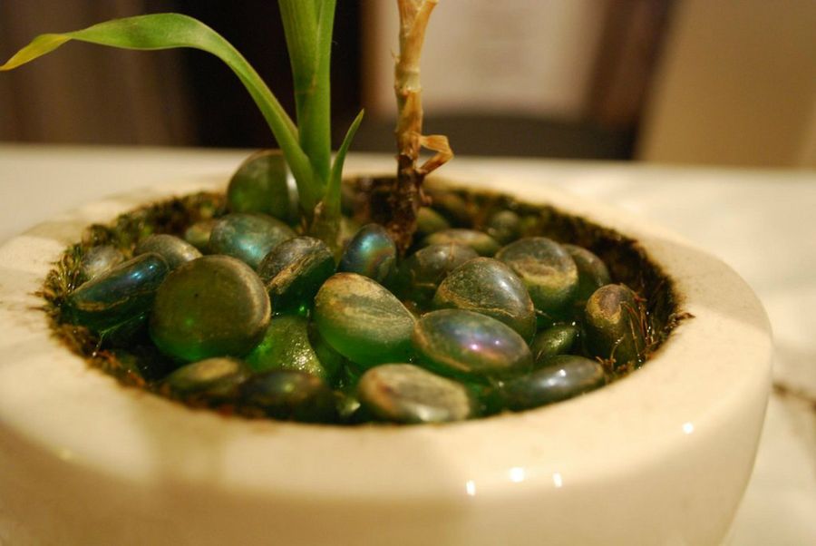 ¡Aprende a cultivar bambú en agua de manera sencilla! ¡Aprende a cultivar bambú en agua de manera sencilla!