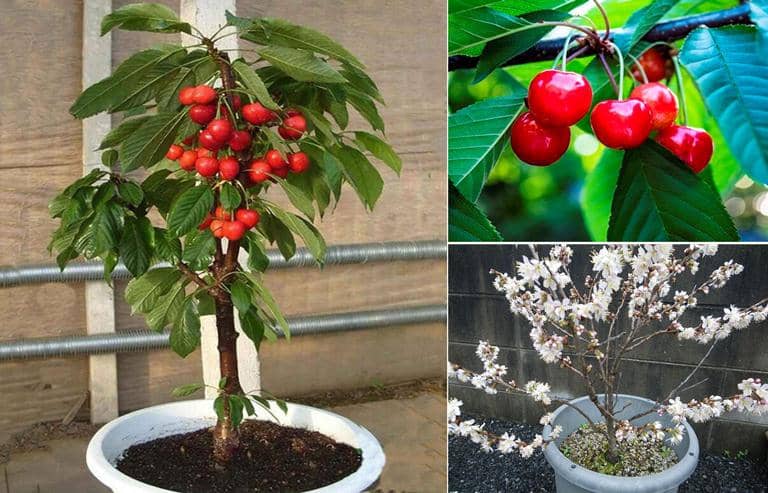 Aprende fácilmente a cultivar cerezos a partir de un hueso