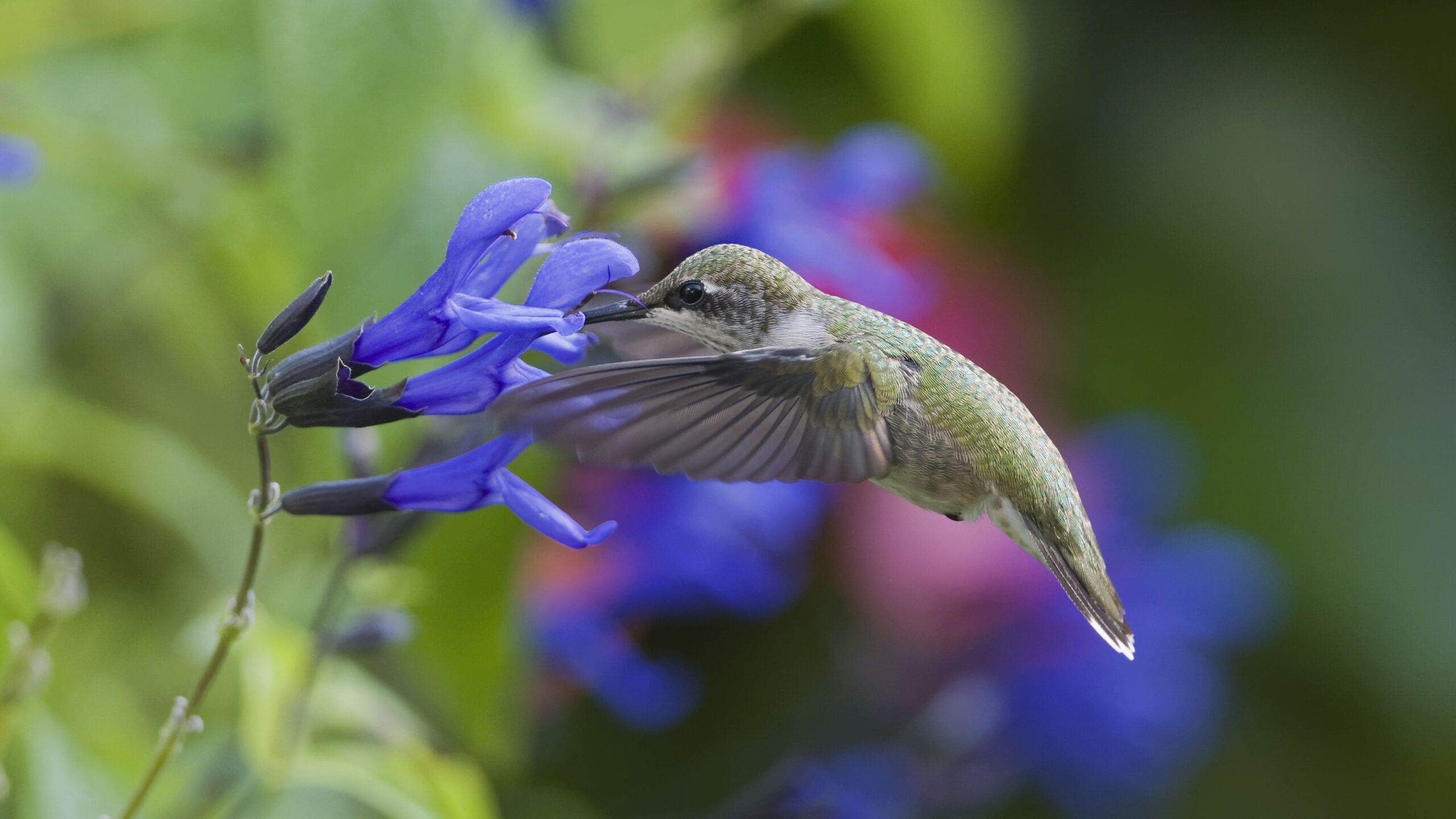 Colibrí en tu casa: El simbolismo y significado de esta increíble ave