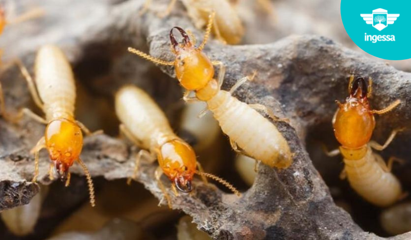 Domina el significado de tener cucarachas en casa: consejos rápidos y efectivos Domina el significado de tener cucarachas en casa: consejos rápidos y efectivos