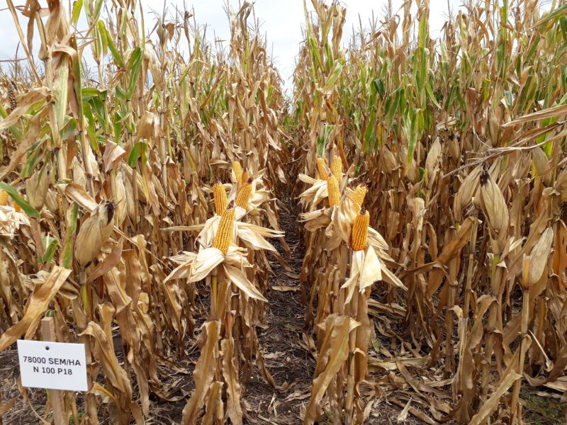 Ejemplos de cultivos de regadío y secano Ejemplos de cultivos de regadío y secano