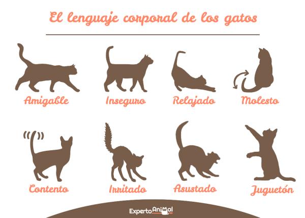 El curioso comportamiento de los gatos: ¿Por qué mi gato se tumba cuando me ve? El curioso comportamiento de los gatos: ¿Por qué mi gato se tumba cuando me ve?
