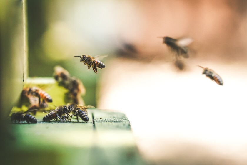 El misterio de las abejas en casa: ¿Qué significado ocultan?