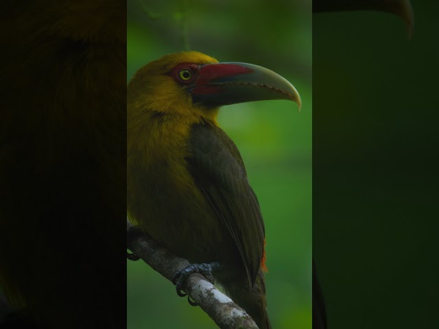 El misterio revelado: la interpretación de ver una lechuza en el día