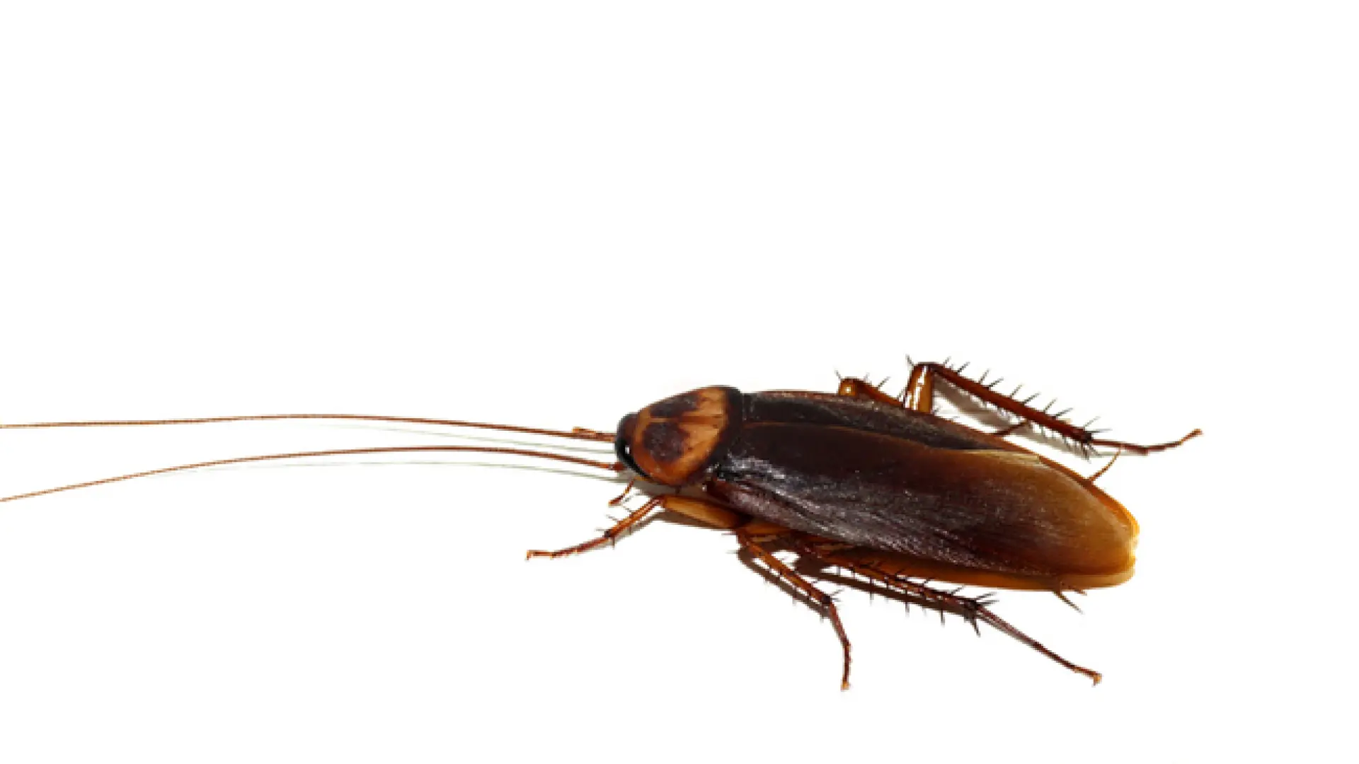 Elimina las hormigas de tu casa y aleja los malos presagios Elimina las hormigas de tu casa y aleja los malos presagios