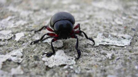 ¿Por qué hay escarabajos en mi casa? Descubre la razón y cómo prevenirlos ¿Por qué hay escarabajos en mi casa? Descubre la razón y cómo prevenirlos