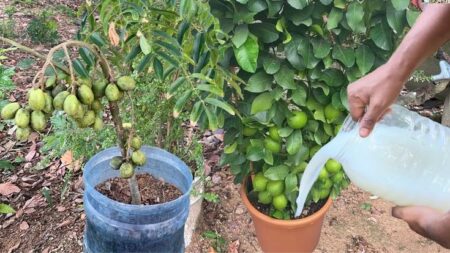 Los mejores fertilizantes para tu limonero Los mejores fertilizantes para tu limonero