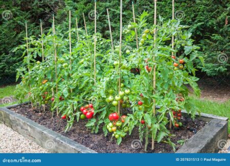 Guía completa para el crecimiento de la planta de jitomate Guía completa para el crecimiento de la planta de jitomate