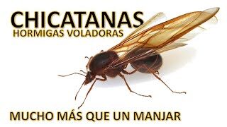 El misterioso significado espiritual de las hormigas voladoras en casa