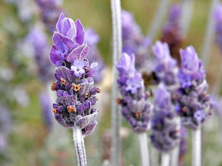 El misterioso significado detrás de las flores moradas