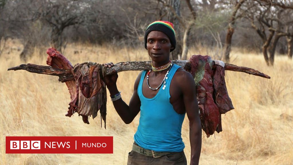 Lecciones sorprendentes de la sabiduría animal: lo que los animales nos enseñan