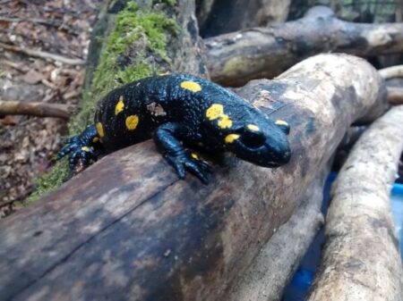 5 sencillos pasos para limpiar tu salamandra en casa