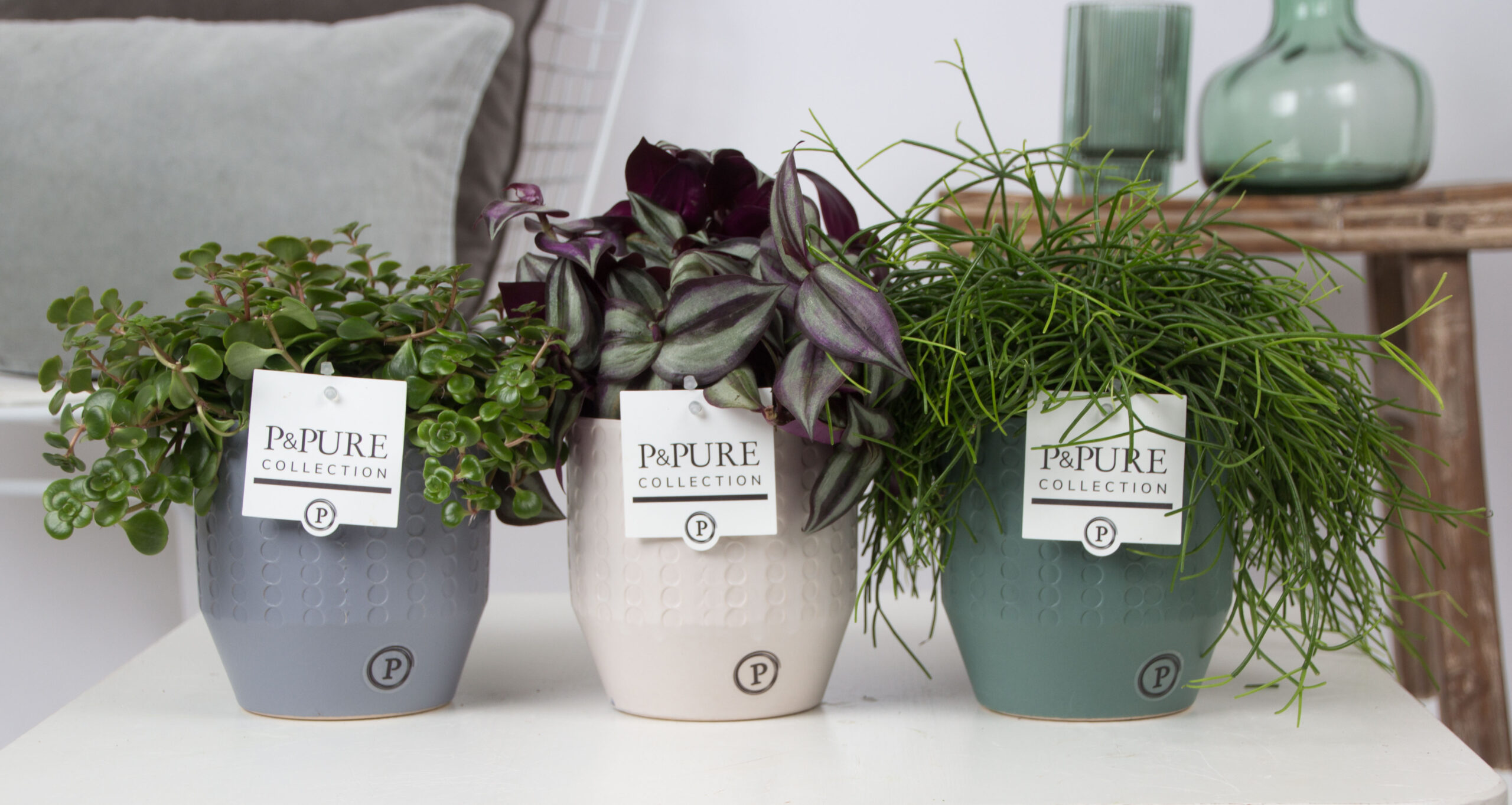 Los mejores consejos para cuidar tu planta jacinto y hacerla florecer