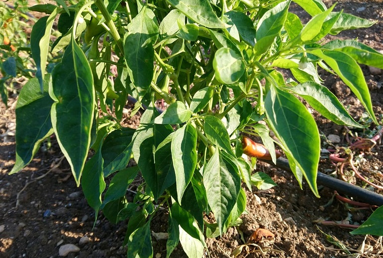 Los secretos del cultivo de pimiento en maceta: todo lo que necesitas saber
