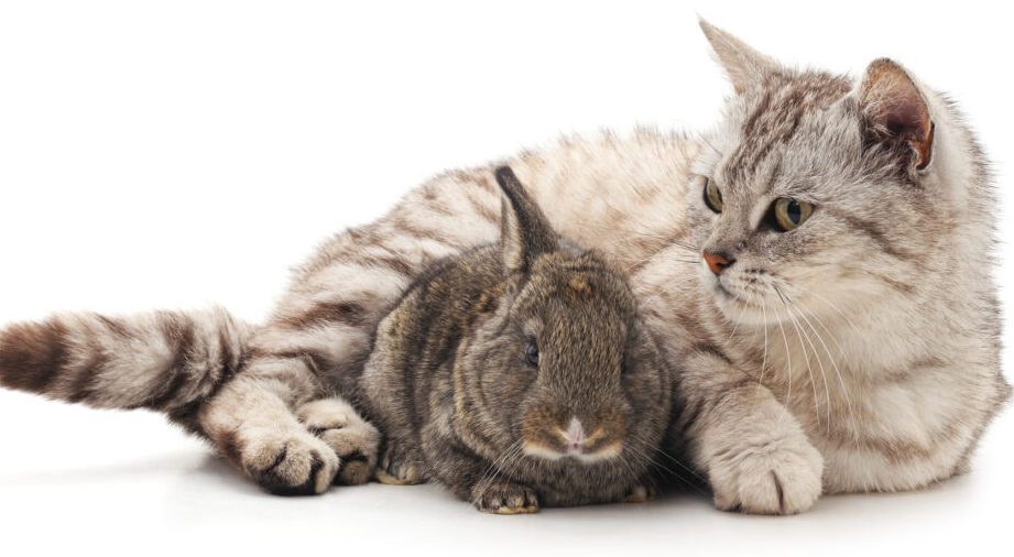 Los secretos para una armoniosa convivencia cuando un gato llega a tu hogar