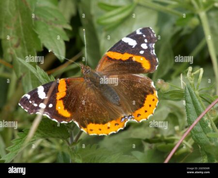 El significado espiritual de la mariposa marrón y naranja: una revelación sorprendente