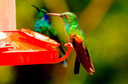 Néctar de colibrí casero: la receta perfecta Néctar de colibrí casero: la receta perfecta