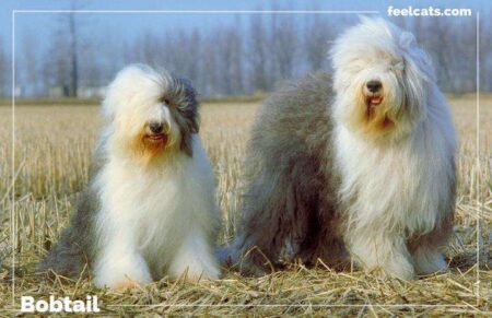 Raza del perro de La Sirenita: Bobtail sorprendente