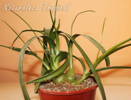 Todo sobre la planta cebolla de la suerte: Albuca bracteata Todo sobre la planta cebolla de la suerte: Albuca bracteata