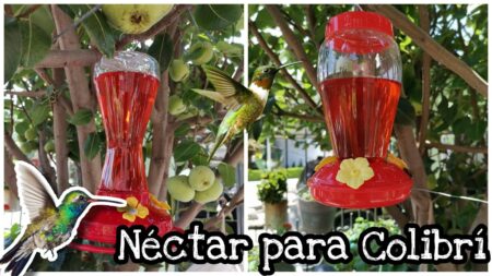 Néctar para colibrí: la receta casera definitiva Néctar para colibrí: la receta casera definitiva