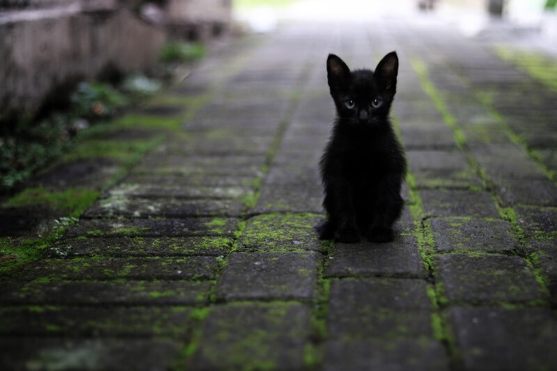 Revelando el poder energético de los gatos según su color