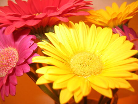 El simbolismo de las gerberas: un vistazo al significado de esta hermosa flor El simbolismo de las gerberas: un vistazo al significado de esta hermosa flor