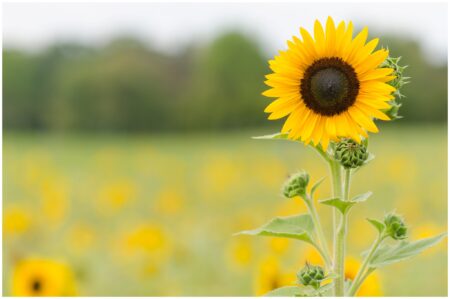 El simbolismo del girasol en el amor: ¿Qué significa regalarlos?
