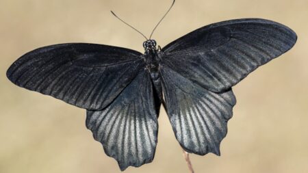 El verdadero significado espiritual de la mariposa negra que no debes ignorar