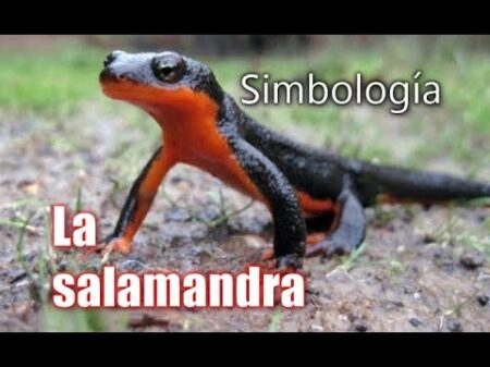 El misterioso significado de encontrar una salamandra en casa